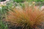 Feather grass reed fireworks growing Planting feather grass from seeds