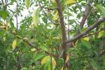 Fertilizing plums in spring Microfertilizers for plums
